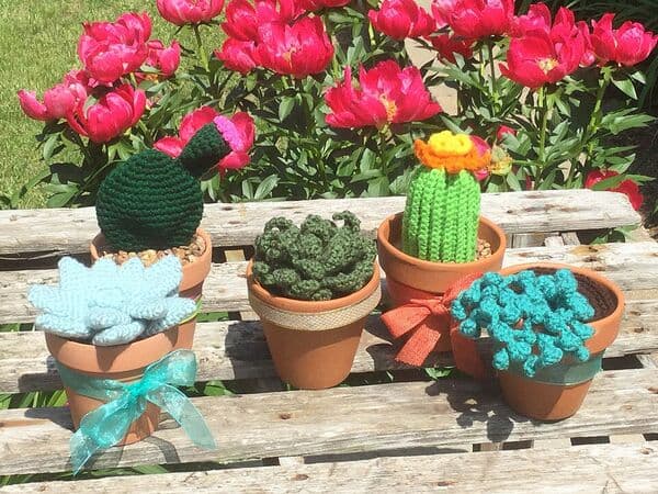 Potted cacti